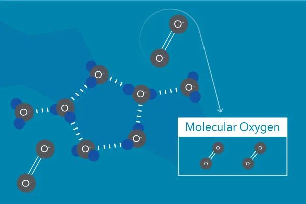 溶解在水中的分子氧（圈）。分子氧不是來自水分子中的氧（ H2O ).